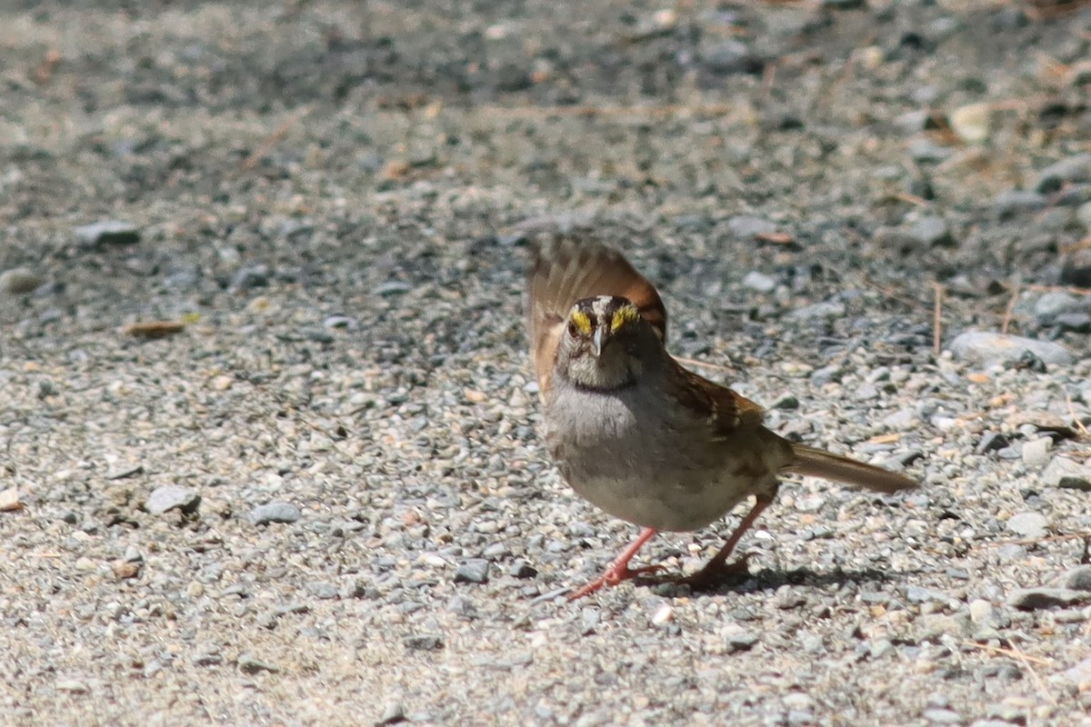 White-throated Sparrow - ML585352691