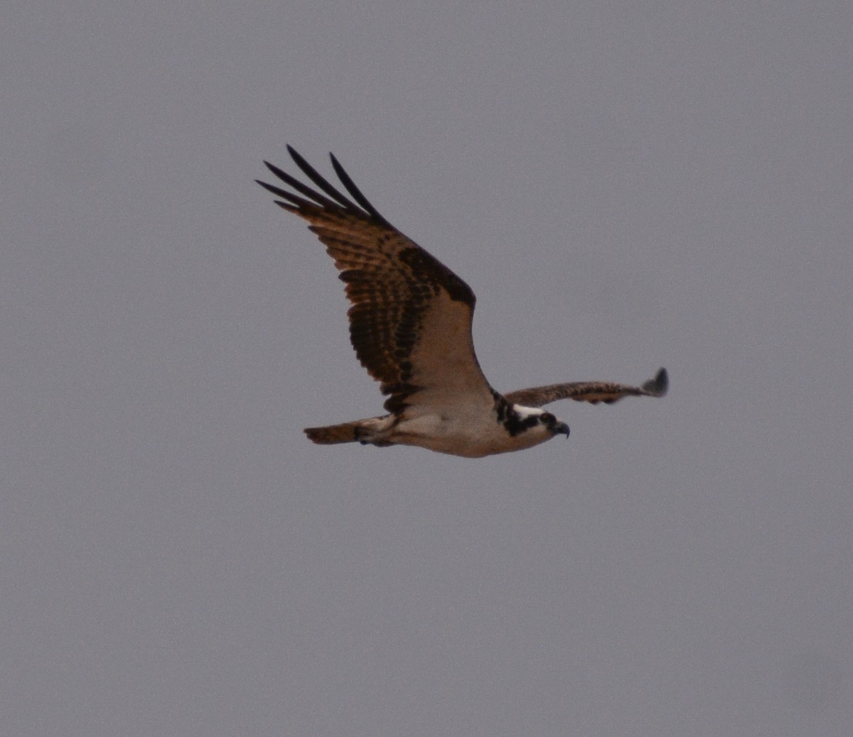 Osprey - Jim Wilson