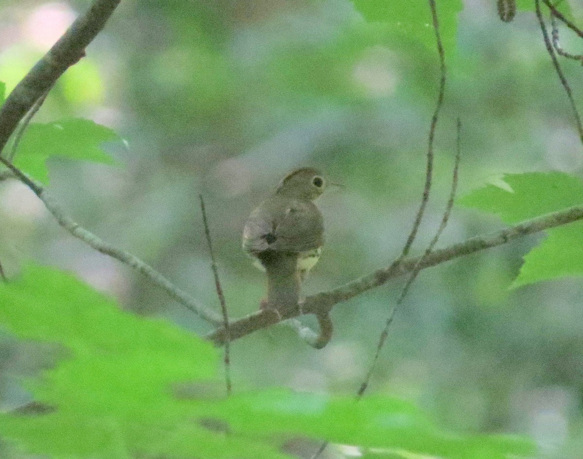 Ovenbird - ML585353471