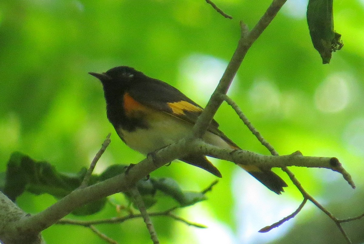 American Redstart - ML585353511
