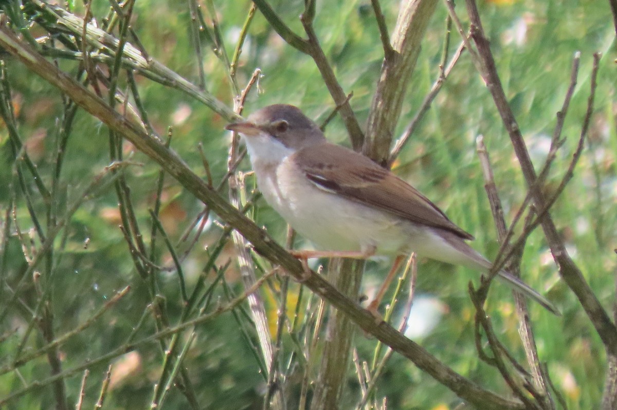 Greater Whitethroat - ML585354091