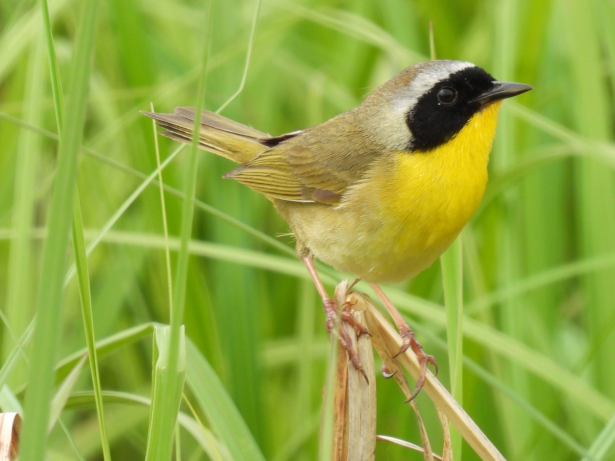Common Yellowthroat - ML585354241