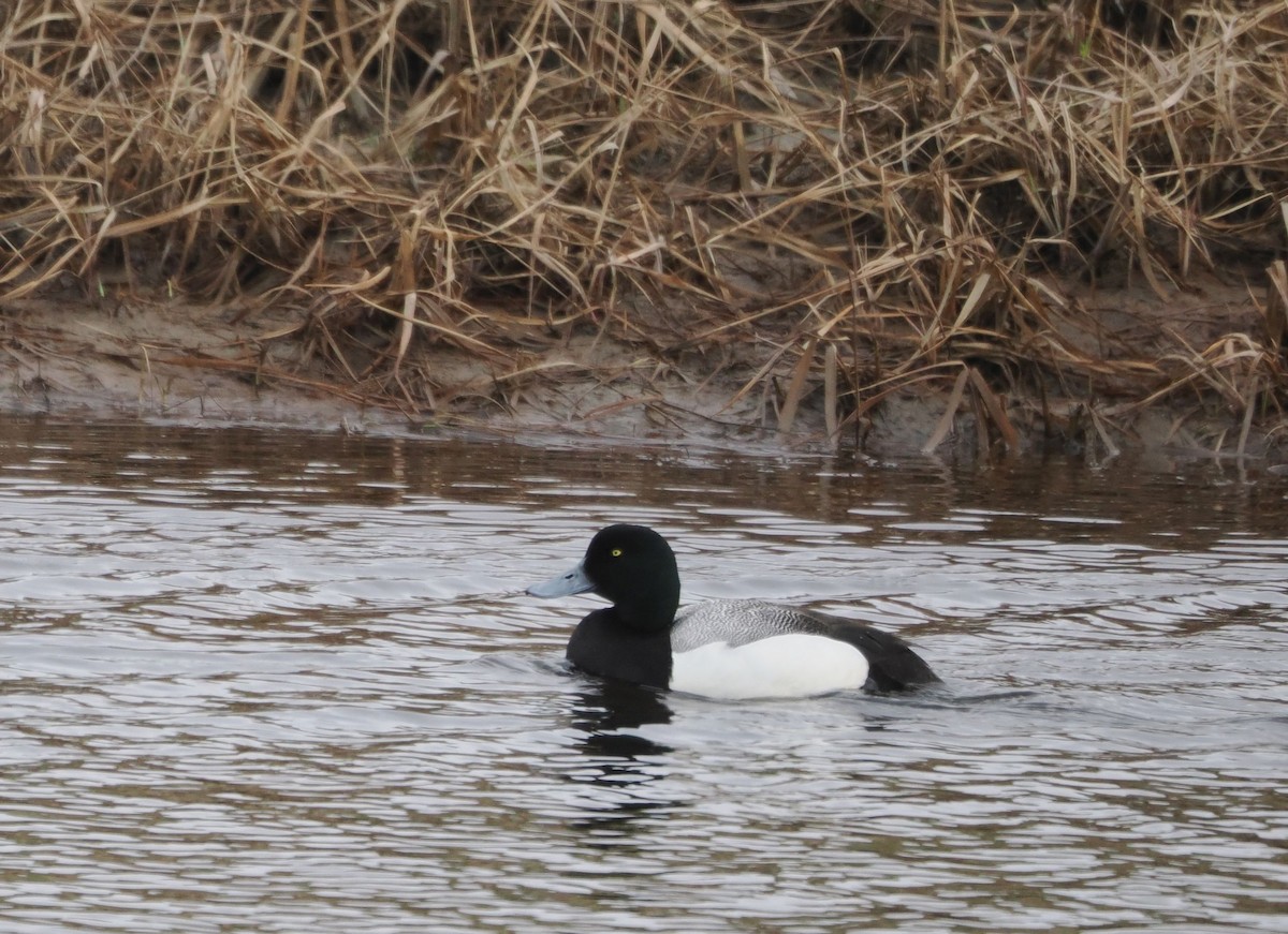 Greater Scaup - ML585354611