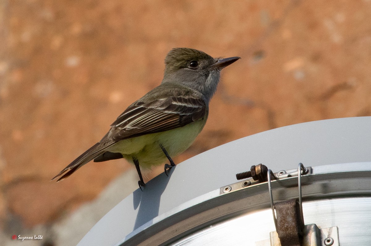 Great Crested Flycatcher - ML58535501