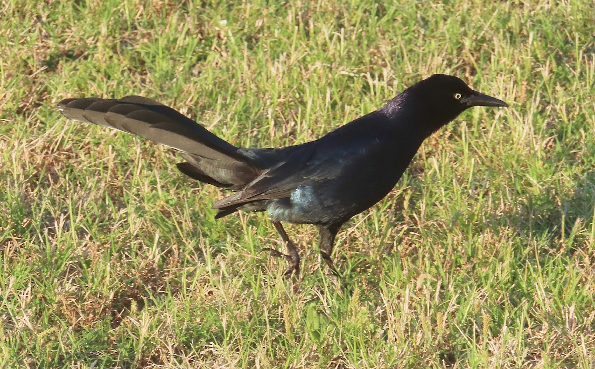 Great-tailed Grackle - ML585355191