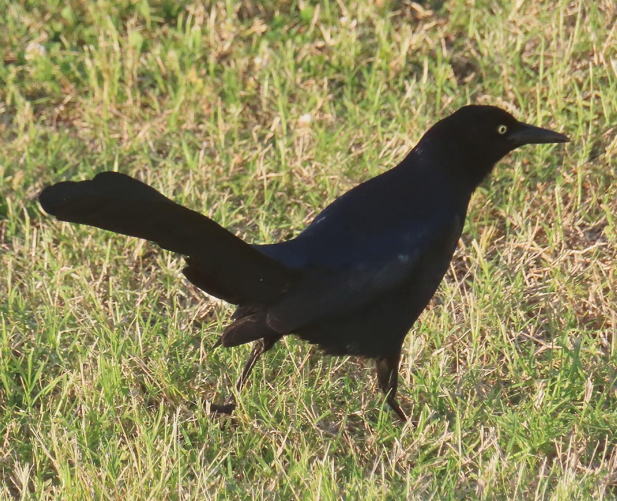Great-tailed Grackle - ML585355211