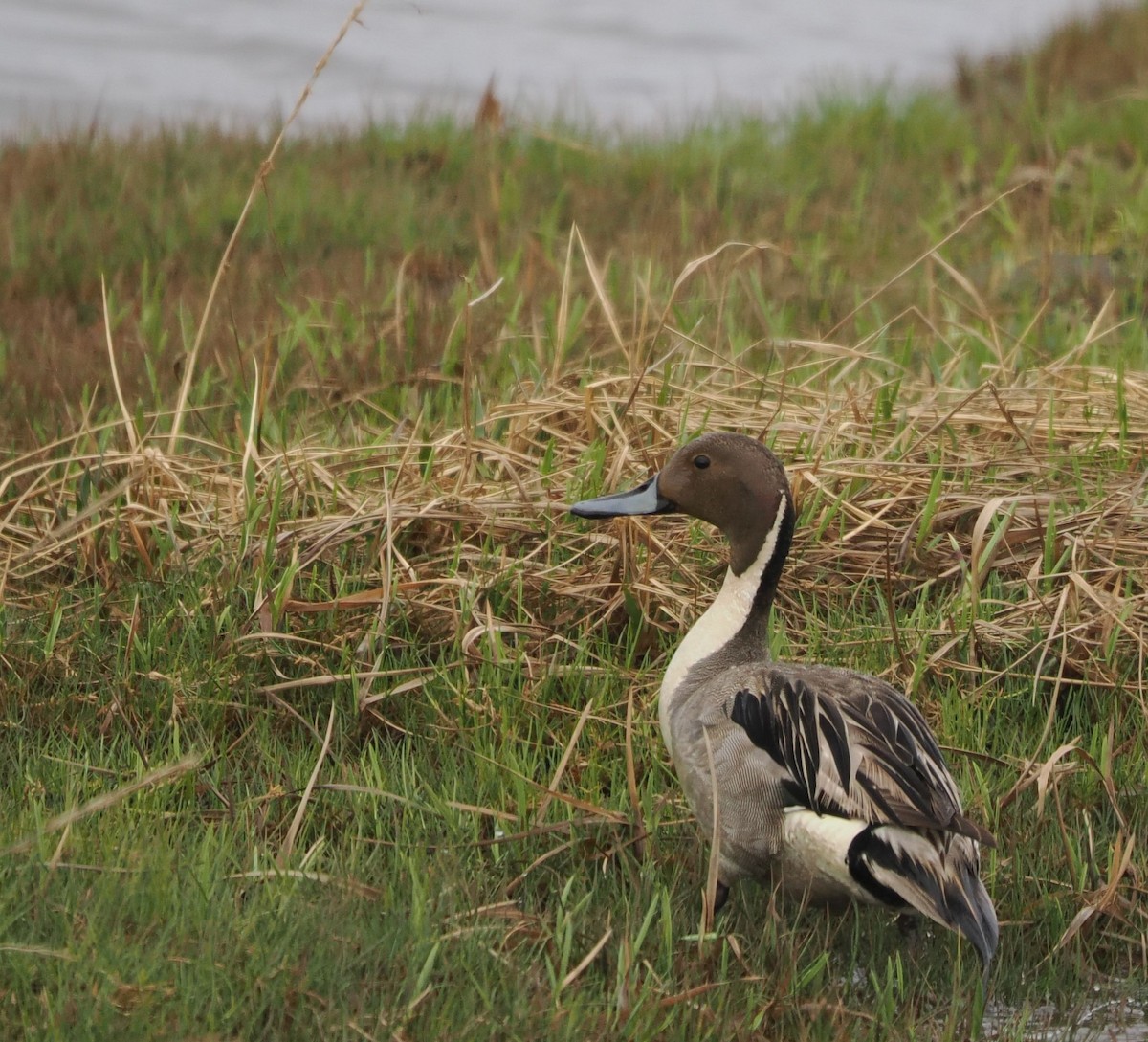 Northern Pintail - Paul Linton