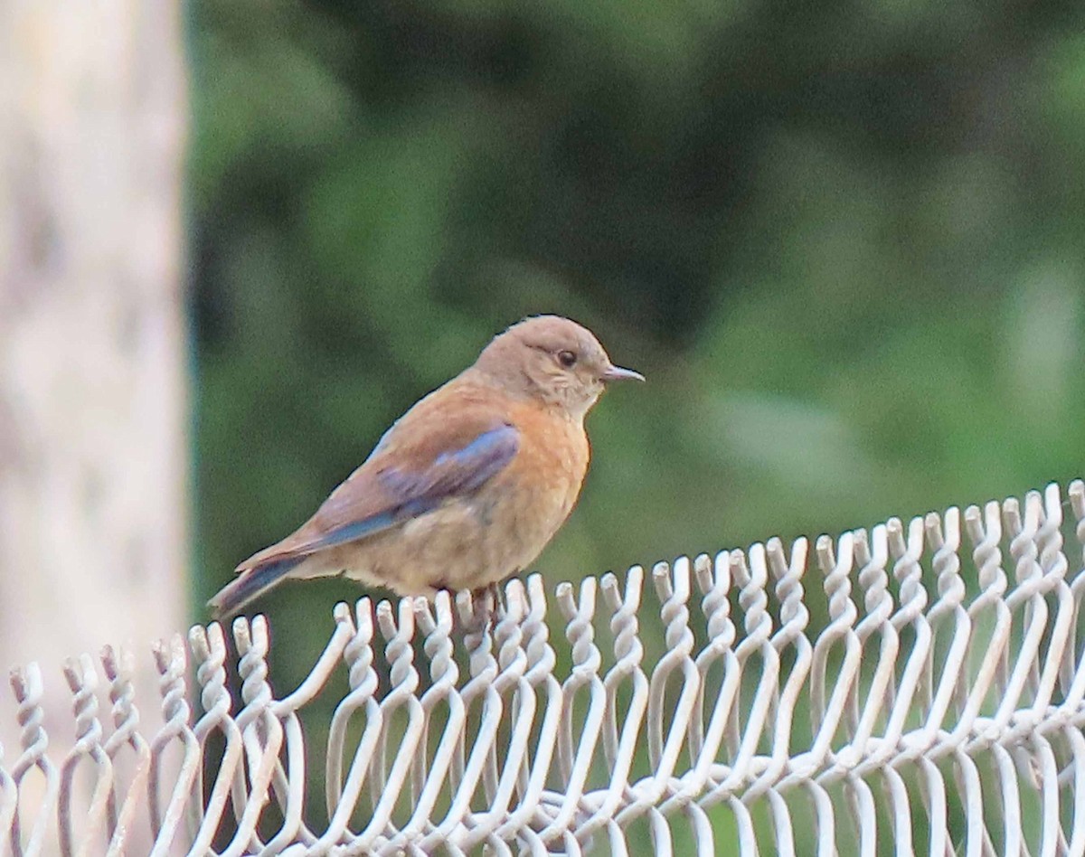 Western Bluebird - ML585355741