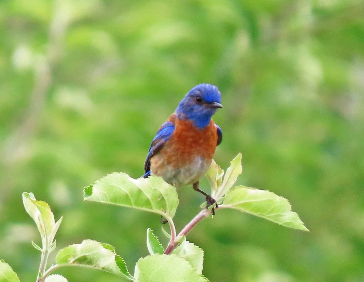 Western Bluebird - ML585355751