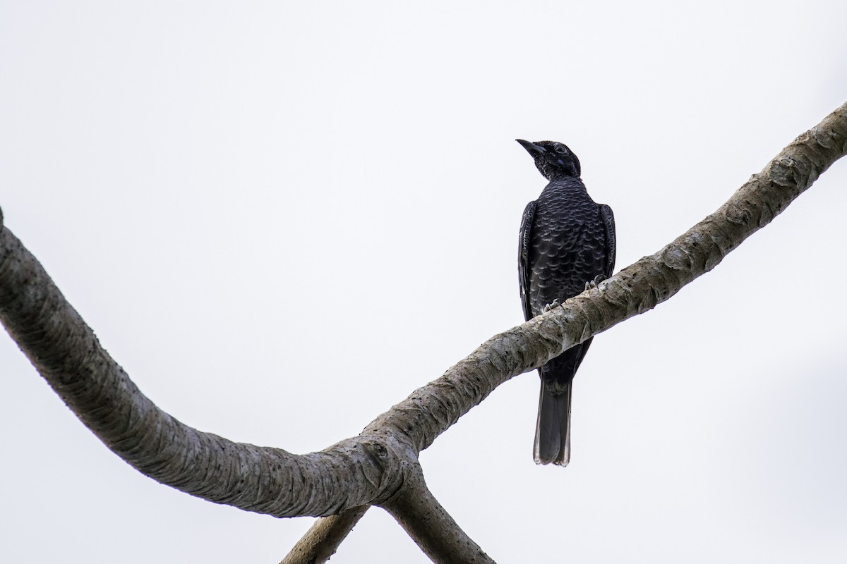 Bare-necked Fruitcrow - ML585356251