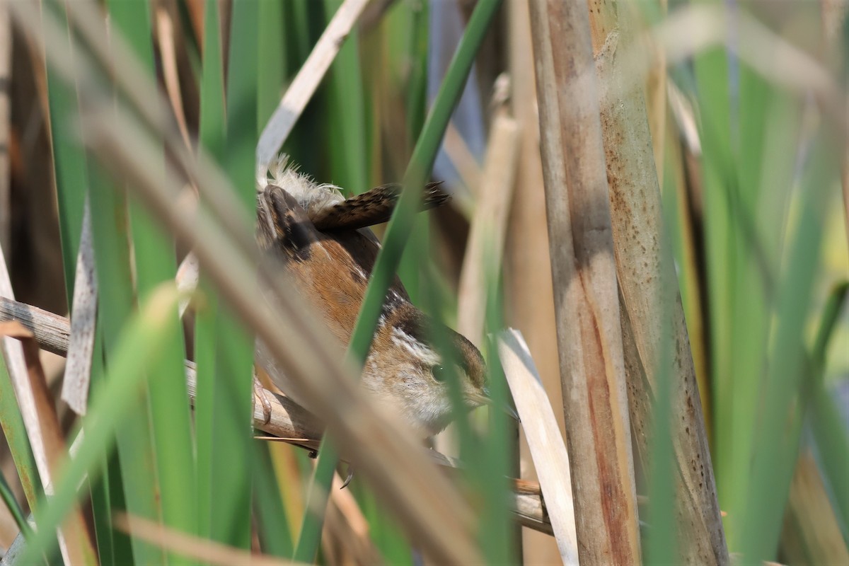 Marsh Wren - ML585356401