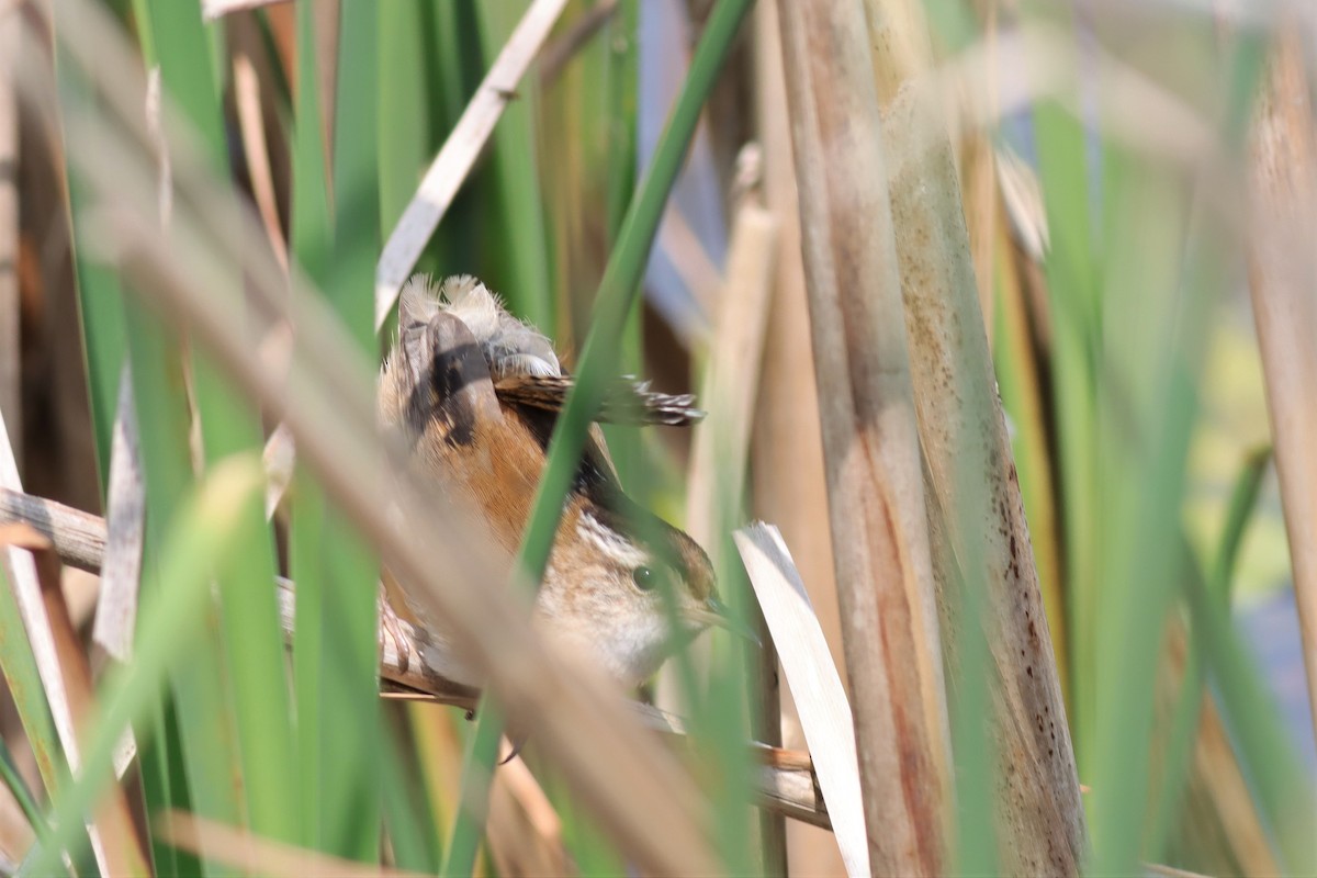 Marsh Wren - ML585356411