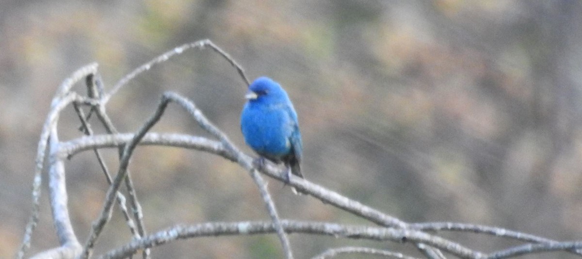 Indigo Bunting - ML58535681