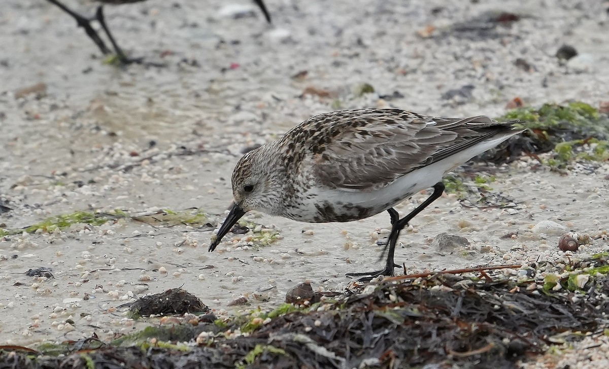 Dunlin (arctica) - Guillermo Rodríguez