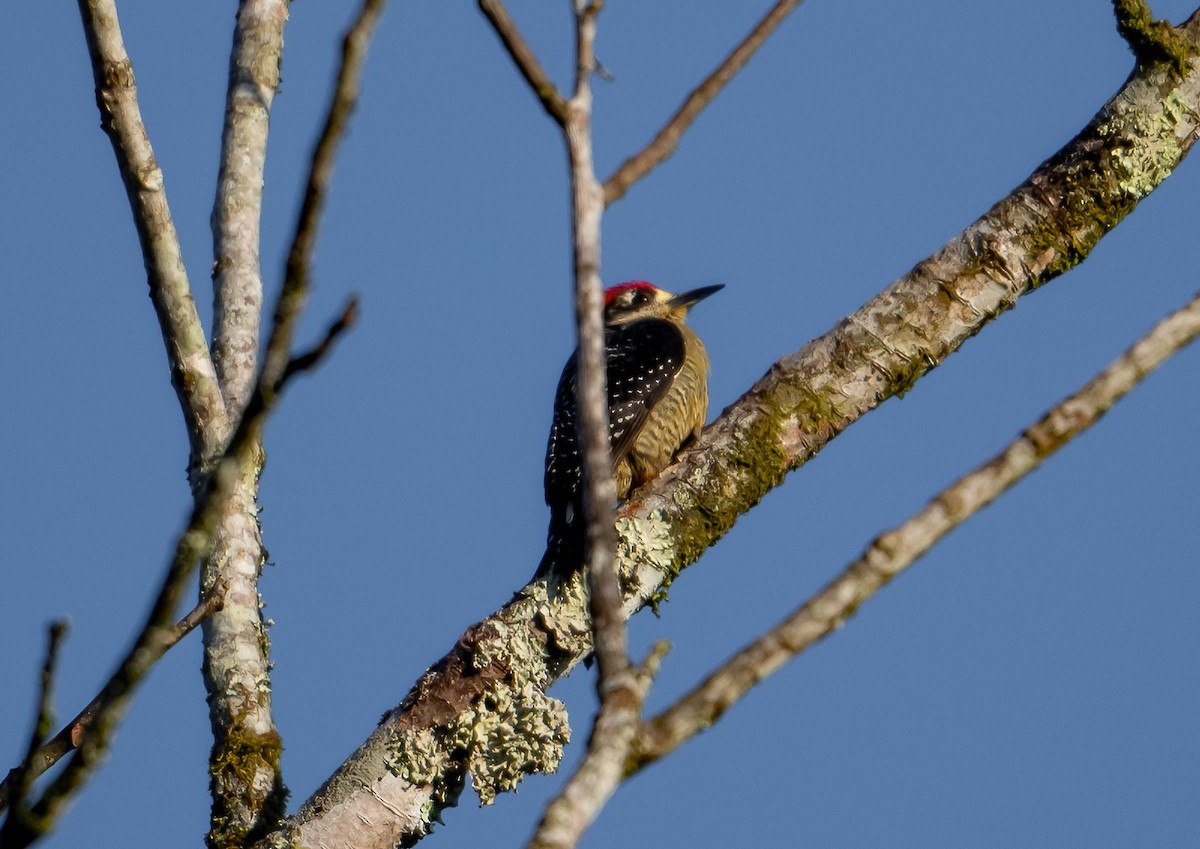 Black-cheeked Woodpecker - ML585358221