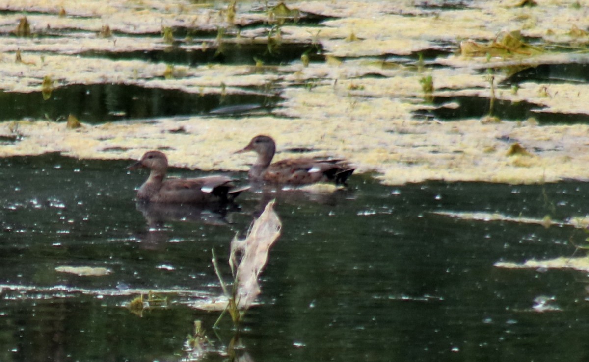 Gadwall - ML585358901