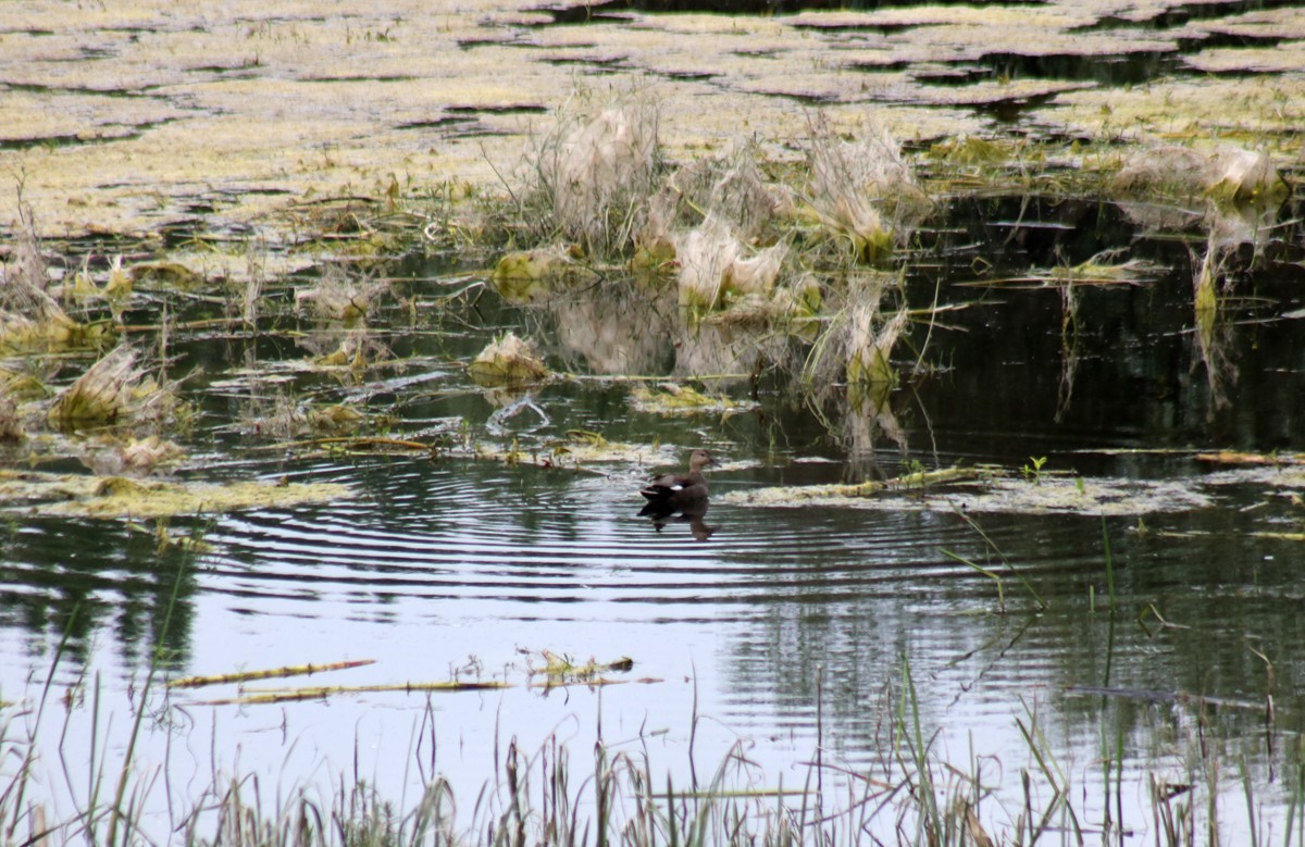 Gadwall - ML585359321