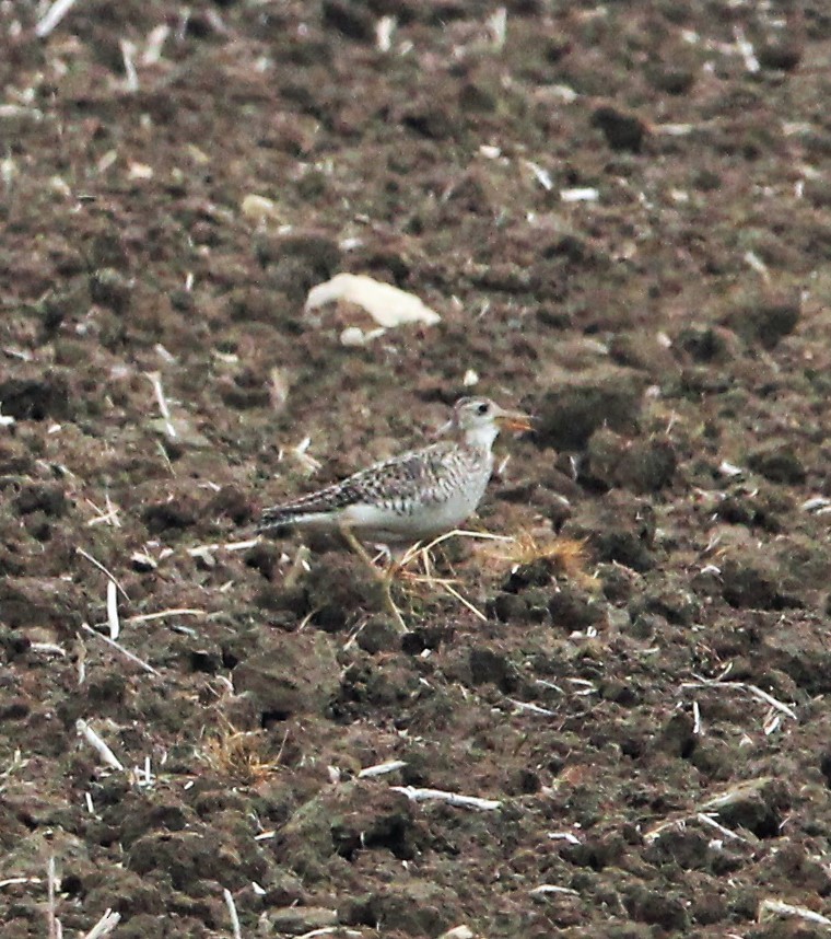 Upland Sandpiper - ML585360071