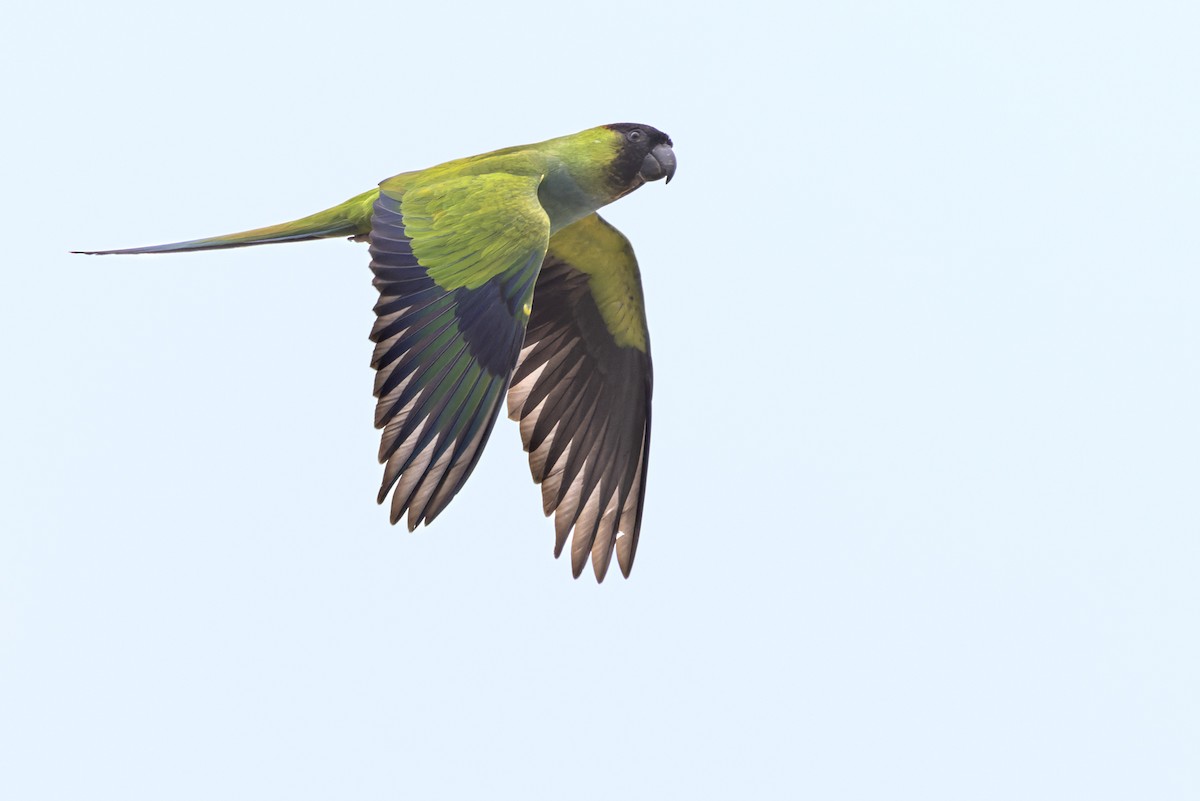 Nanday Parakeet - Lars Petersson | My World of Bird Photography