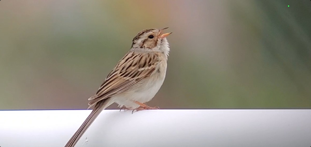 Clay-colored Sparrow - ML585360931