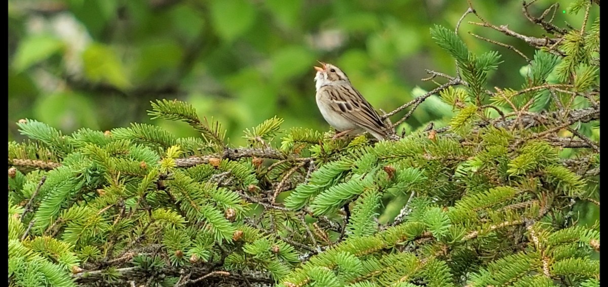 Clay-colored Sparrow - ML585360941