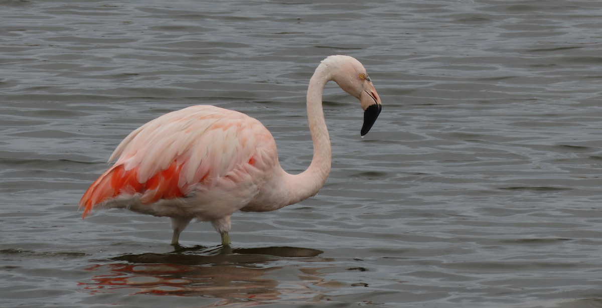 Chilean Flamingo - ML585361991