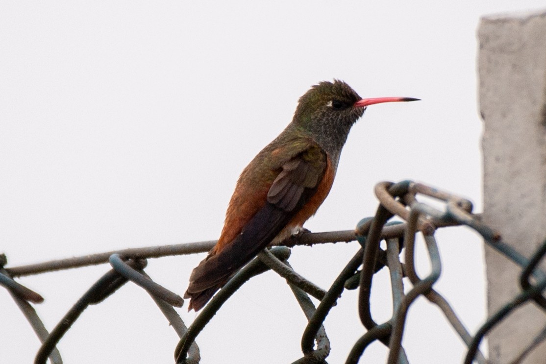 Amazilia Hummingbird - ML585362981