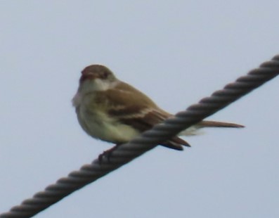 Willow Flycatcher - ML585363491