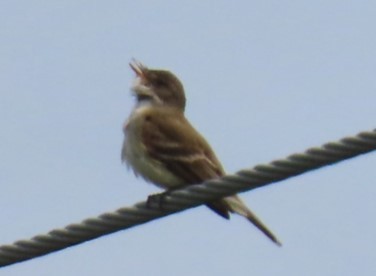 Willow Flycatcher - ML585363551