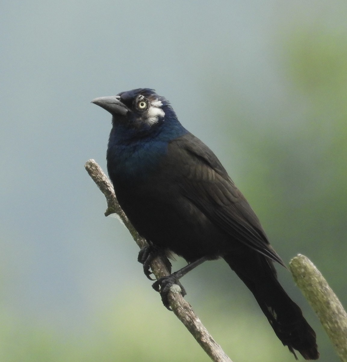 Common Grackle - rita laurance