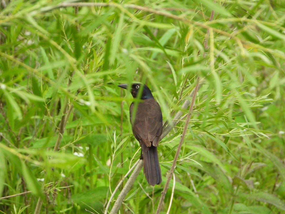 Common Grackle - Cathy Hagstrom