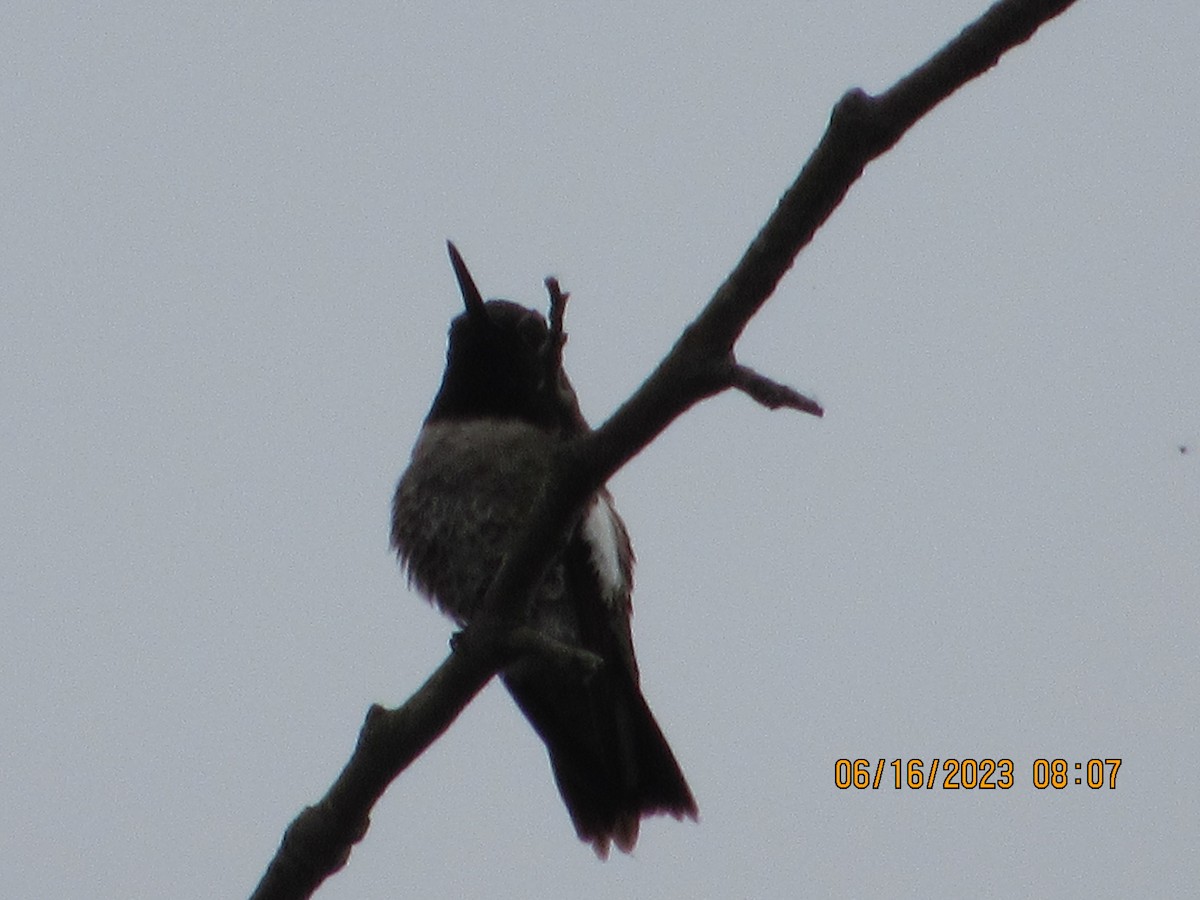 Black-chinned Hummingbird - ML585365991