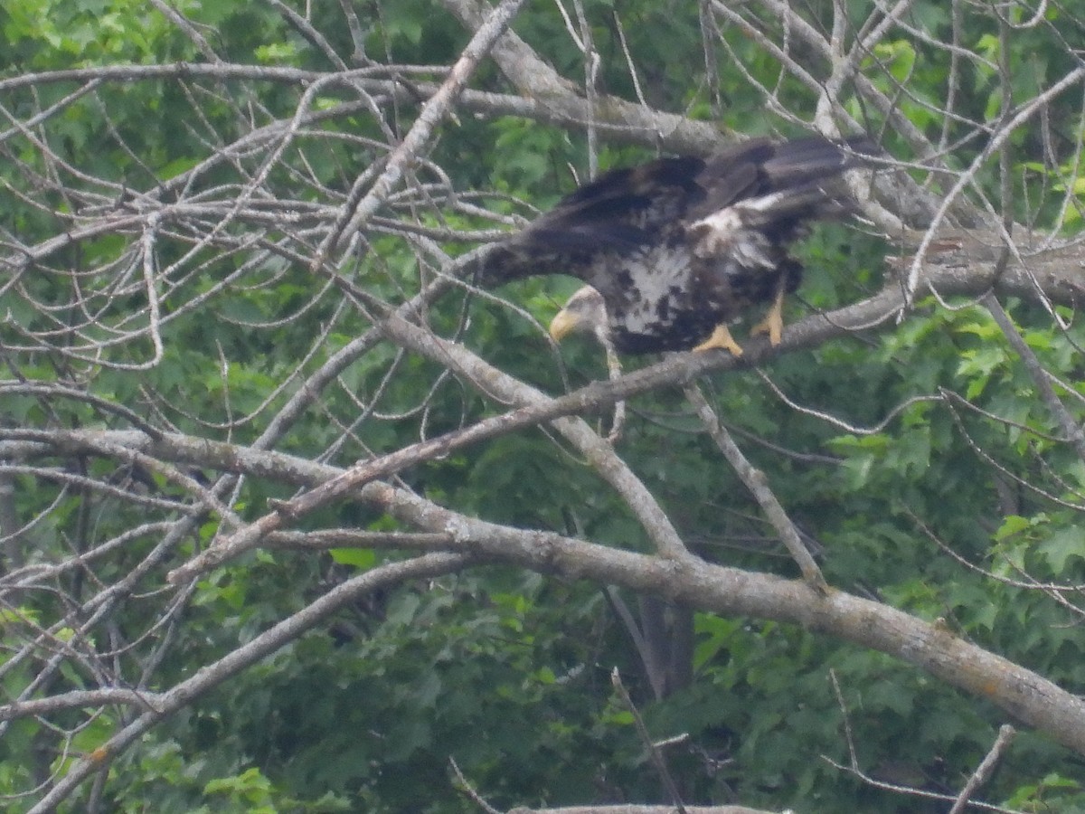 Bald Eagle - ML585366251