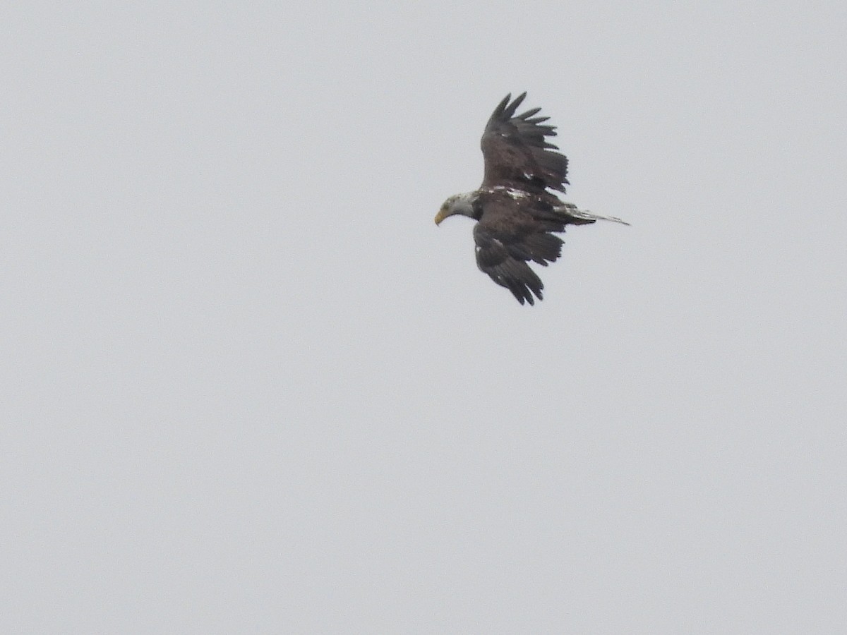 Bald Eagle - Francois Bourret