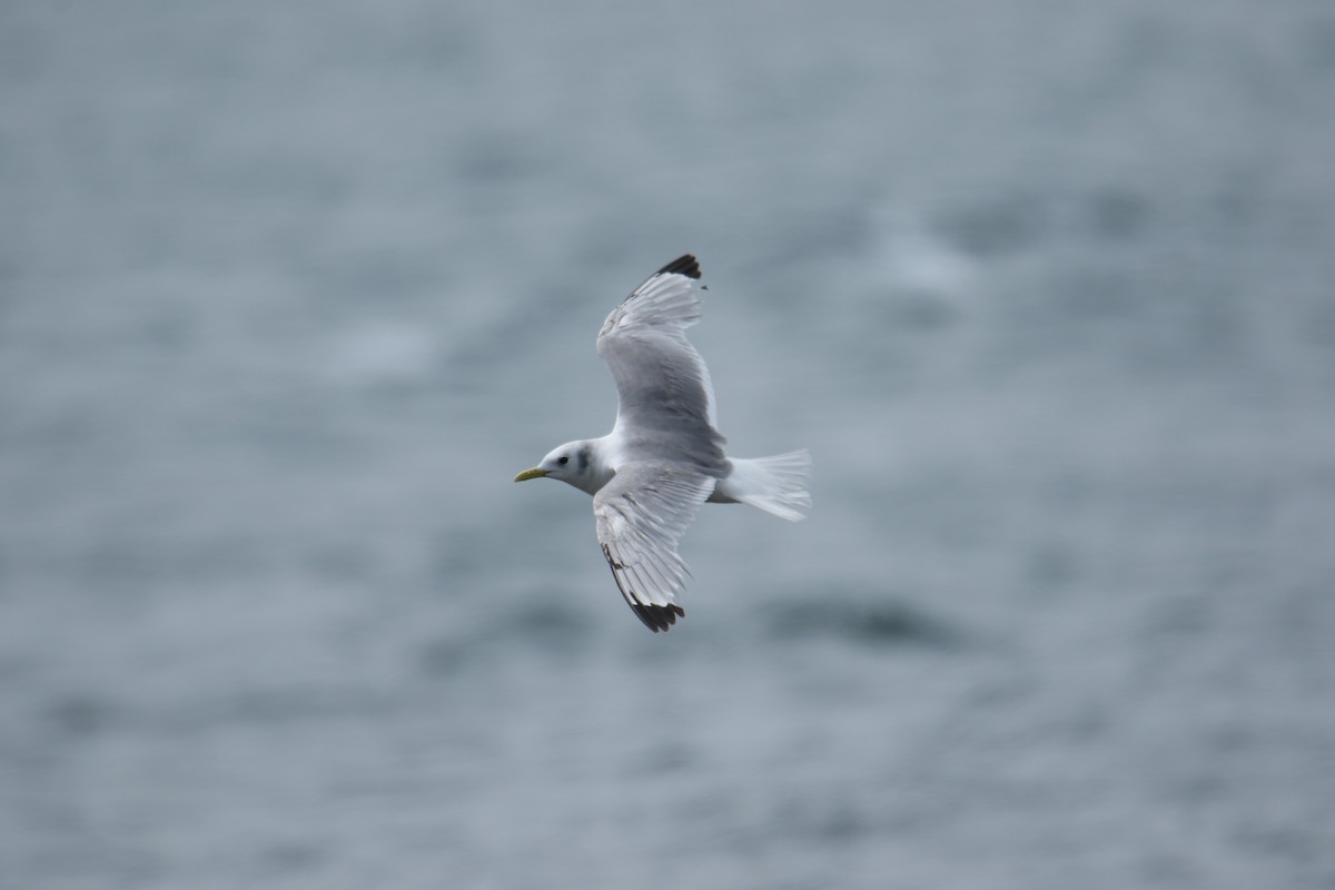 Mouette tridactyle - ML585366541