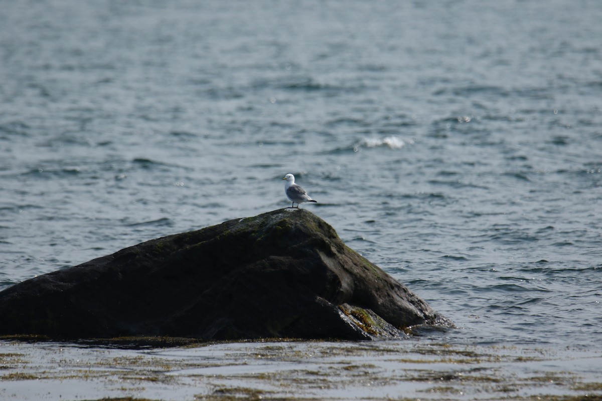 Mouette tridactyle - ML585366551