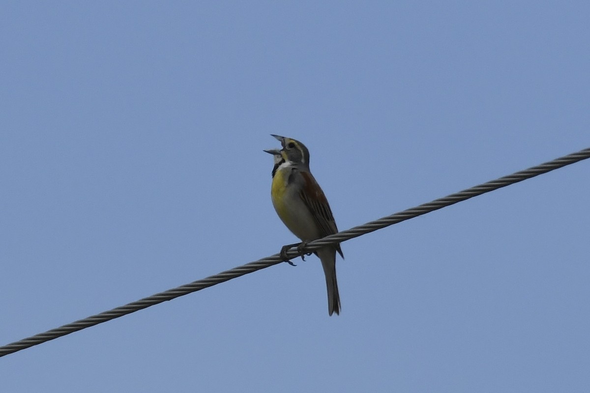 Dickcissel - James White