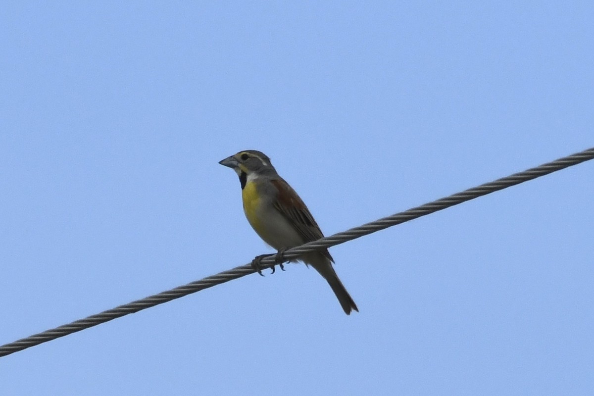 Dickcissel - James White