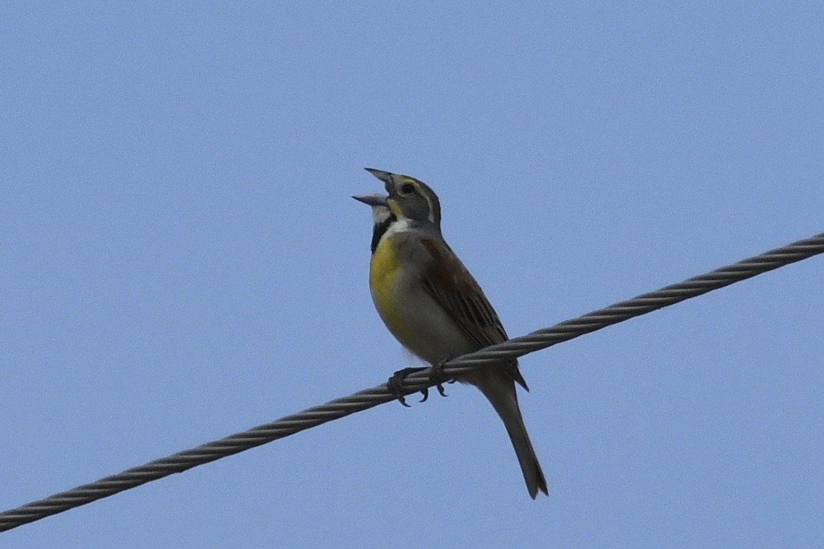 Dickcissel - ML585366851