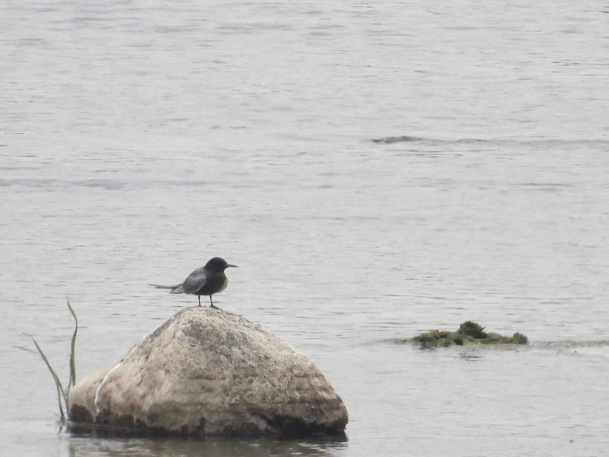 Black Tern - Francois Bourret