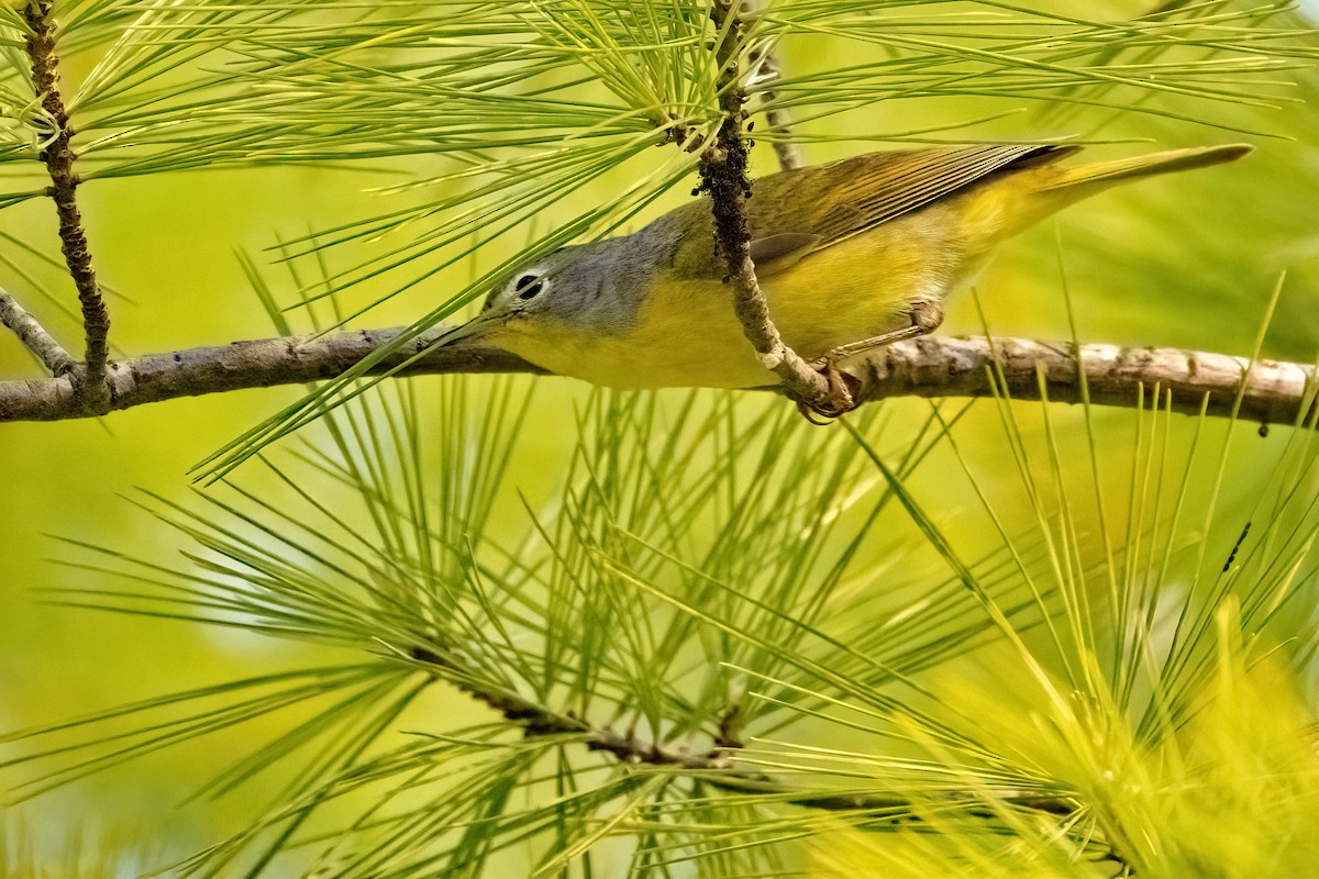 Nashville Warbler - ML585367291