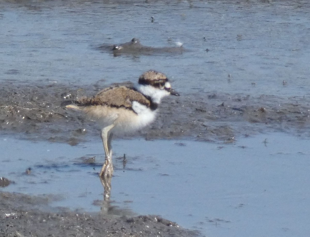 Killdeer - ML585367591