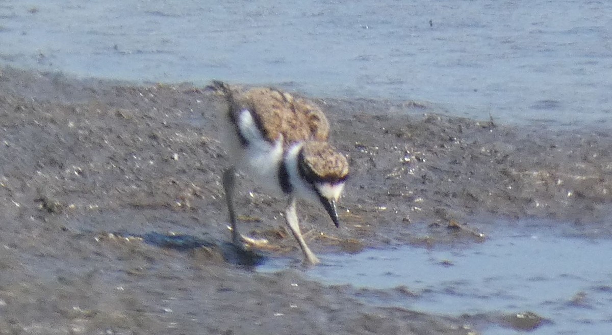 Killdeer - ML585367621