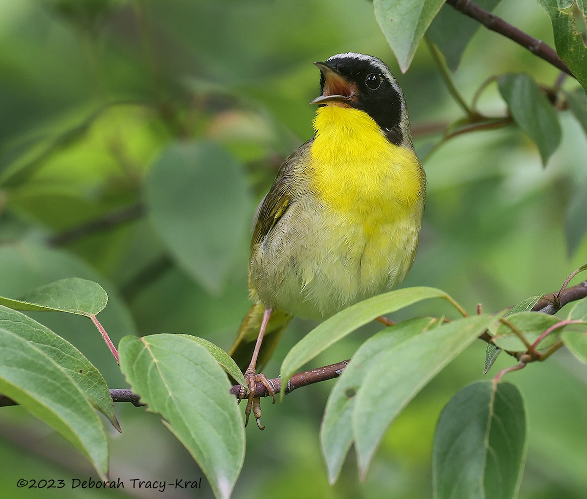 Common Yellowthroat - ML585367831