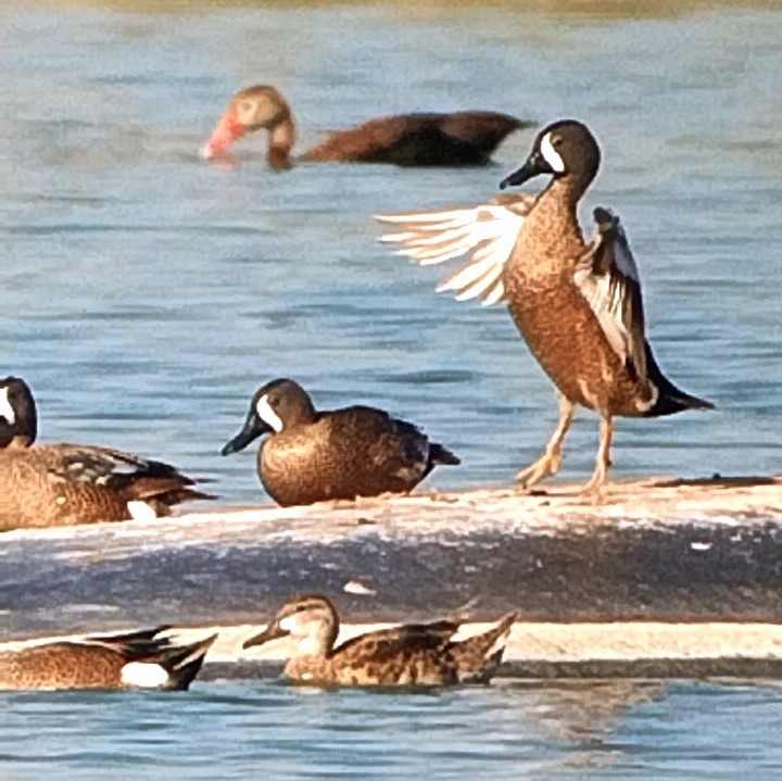 Sarcelle à ailes bleues - ML585370261