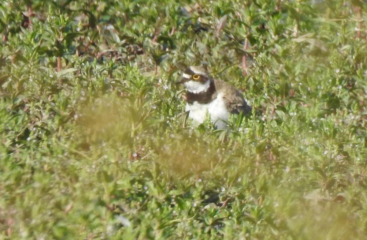 Little Ringed Plover - ML585370911