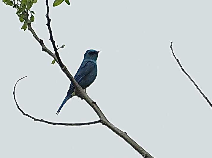 Verditer Flycatcher - ML585371041