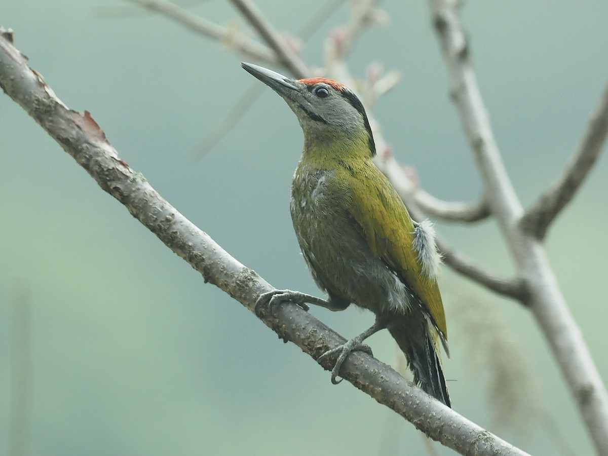 Gray-headed Woodpecker (Black-naped) - ML585371091