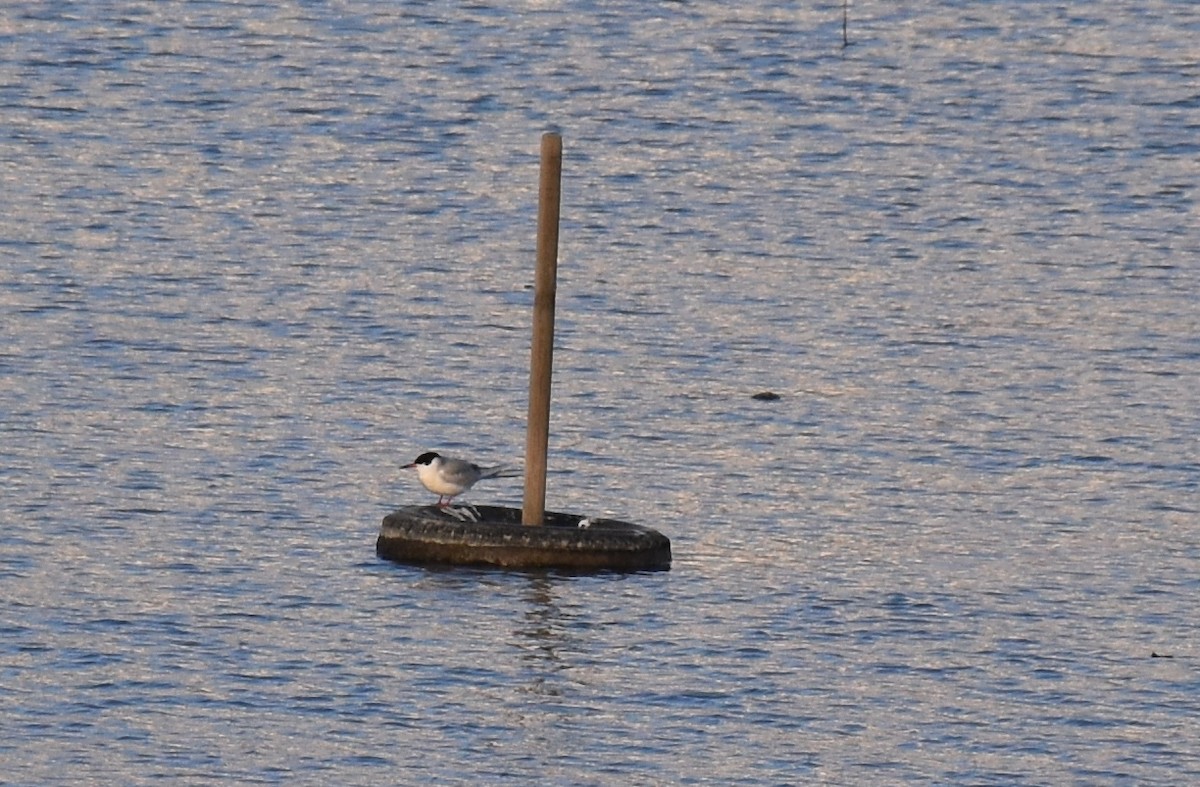 Forster's Tern - David Wheeler