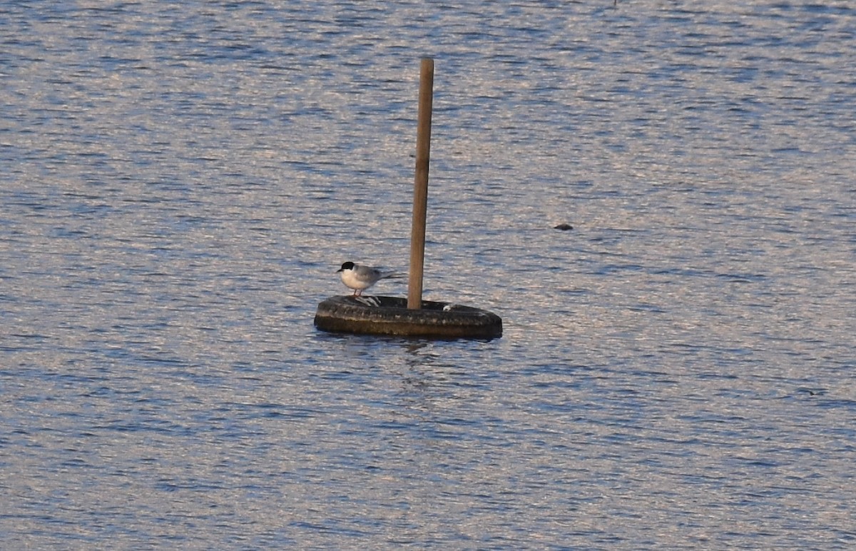 Forster's Tern - ML58537131